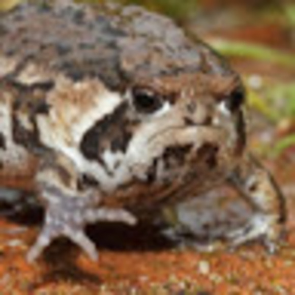 a_toad